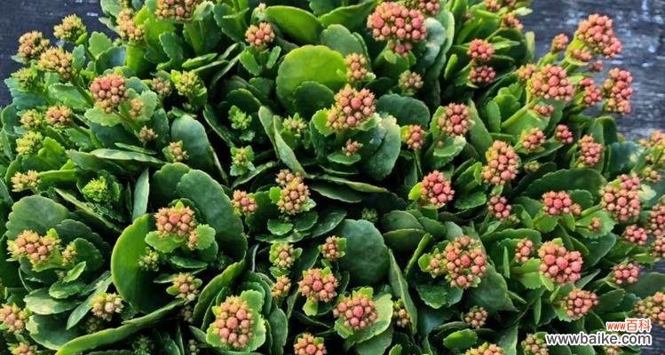 哪种花象征健康长寿？传统上有哪些这样的花卉？