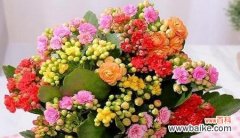 哪种花象征健康长寿？传统上有哪些这样的花卉？