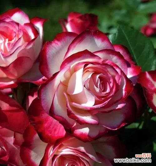 如何挑选浪漫花语的花？浪漫花语的花有哪些？