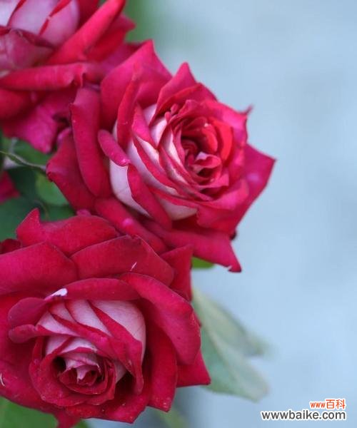 如何挑选浪漫花语的花？浪漫花语的花有哪些？