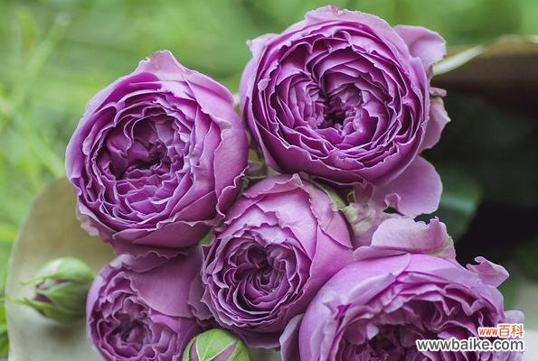 一支淡紫色玫瑰代表什么?