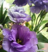 雕刻紫色的花有哪些寓意？