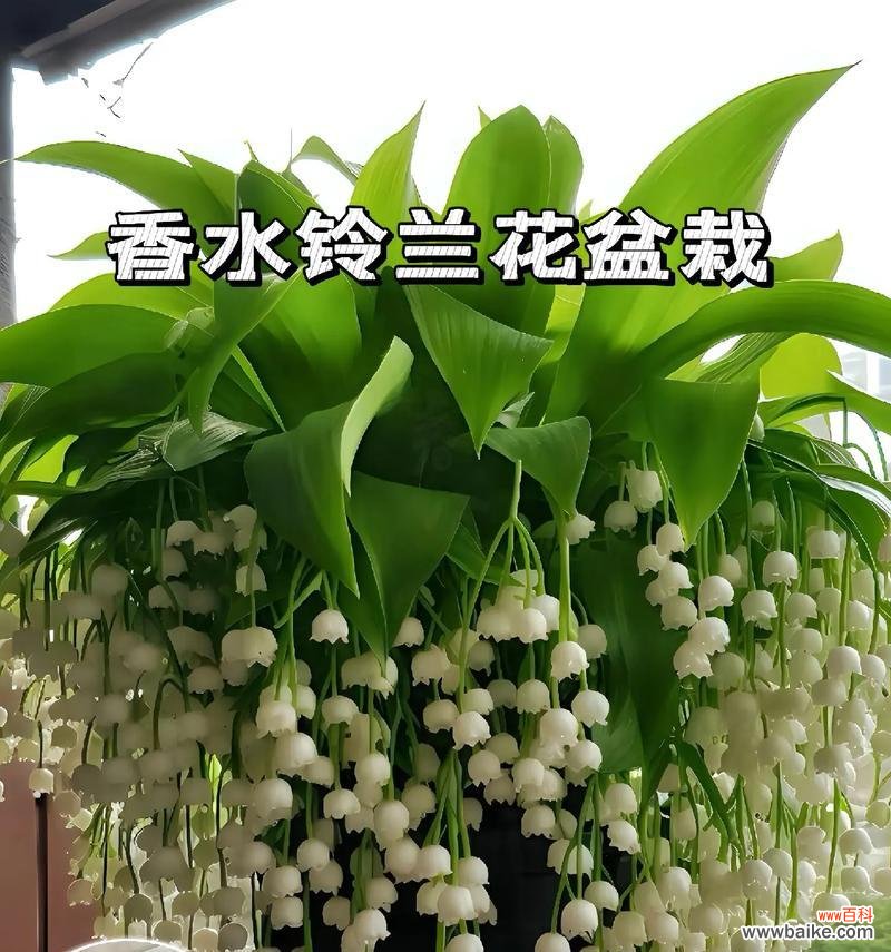 手捧花的朵数不同代表什么?每朵花的寓意是什么?