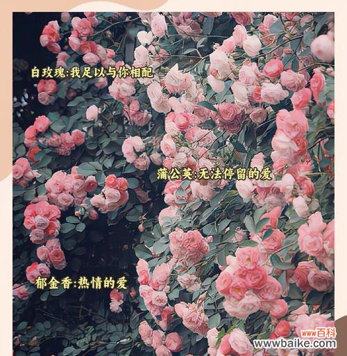 浪漫花语具体是什么？花语的浪漫含义是什么？