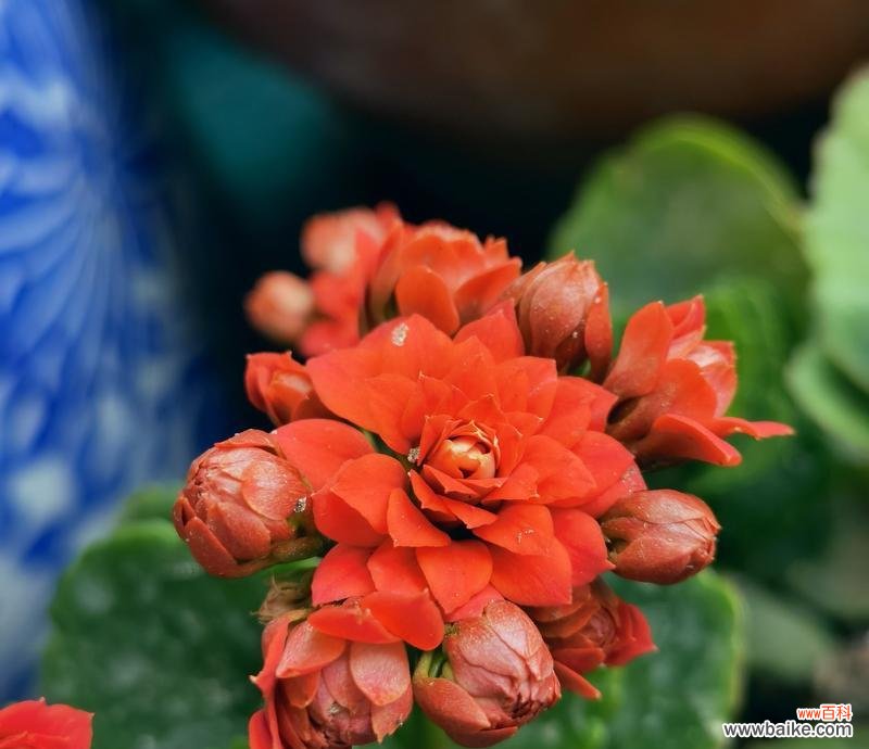 哪些花卉象征长寿?长寿花卉的花语是什么?