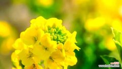 黄色的花有哪些积极的寓意？哪种黄色花象征好运？