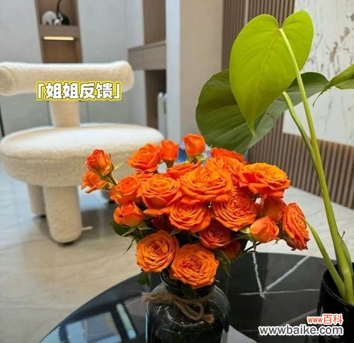 夏朵花的浪漫花语是什么？夏季花卉如何表达爱意？