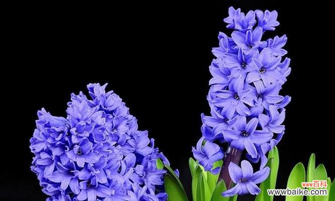 夏朵花的浪漫花语是什么？夏季花卉如何表达爱意？