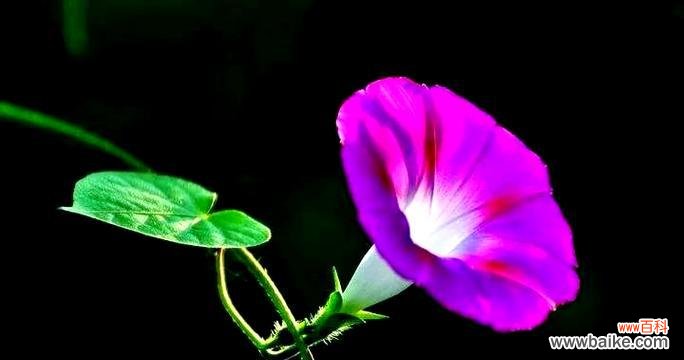 黑色牵牛花的花语和寓意是什么?黑色牵牛花代表了什么?