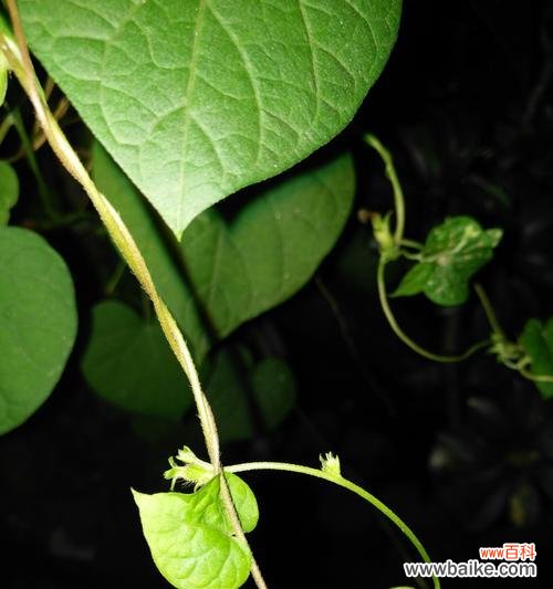 黑色牵牛花的花语和寓意是什么?黑色牵牛花代表了什么?