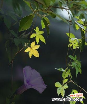 黑色牵牛花的花语和寓意是什么?黑色牵牛花代表了什么?