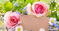 黄色与白色花搭配有何意义？