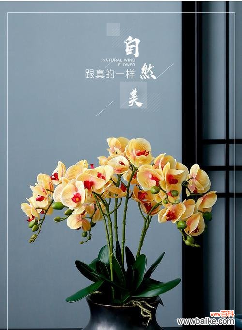 黄色与白色花搭配有何意义?