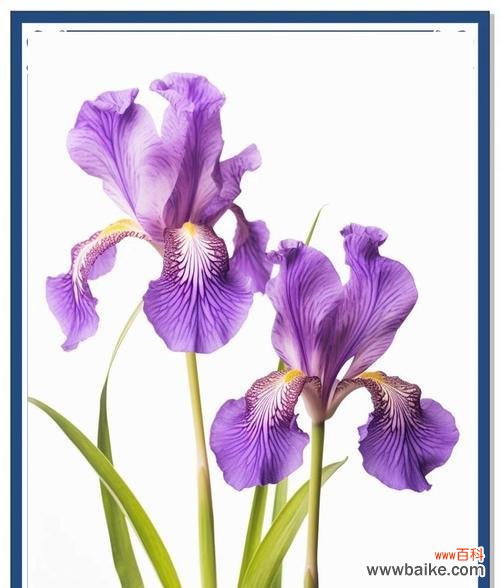 紫色金鱼草花的花语是什么?它象征着什么?