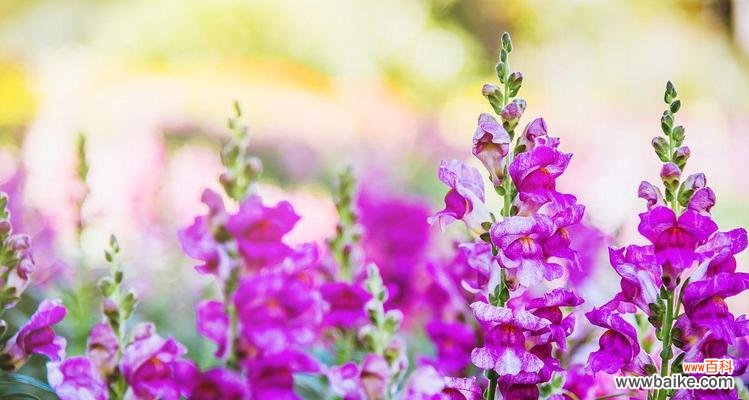 紫色金鱼草花的花语是什么?它象征着什么?