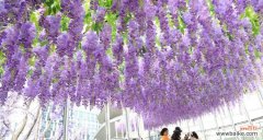 紫色藤萝花代表了什么？紫色藤萝的花语是什么？