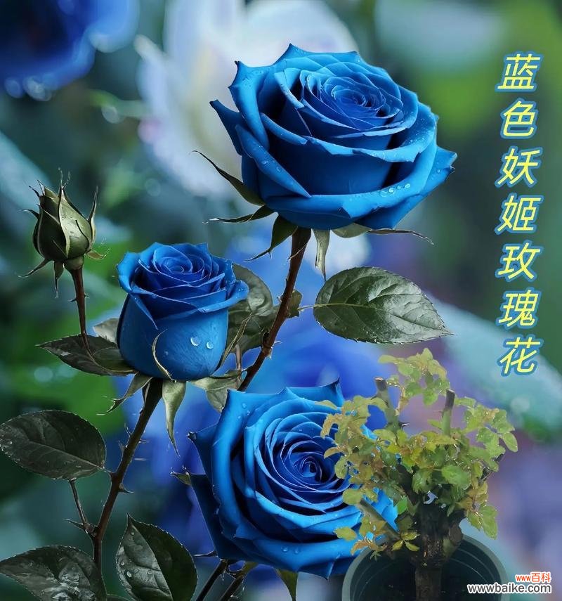 33朵蓝色妖姬玫瑰代表什么？花语有哪些？
