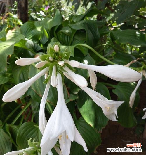 探寻玉簪花的内涵与象征 以玉簪花的花语是什么