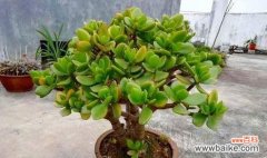 探秘玉树花语的象征与内涵 玉树花语的深意