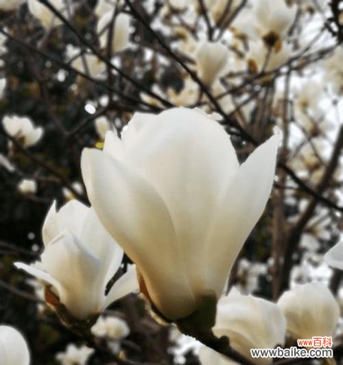 探索玉兰树的象征意义和在风水中的重要性 玉兰树的寓意与风水关系