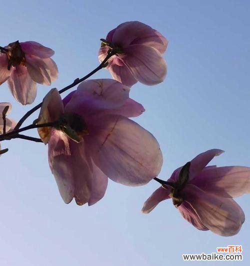 探索玉兰树的象征意义和在风水中的重要性 玉兰树的寓意与风水关系