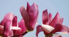 探寻玉兰花背后的深刻意义 玉兰花的美丽与寓意