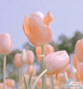 花语解析与文化象征 郁金香