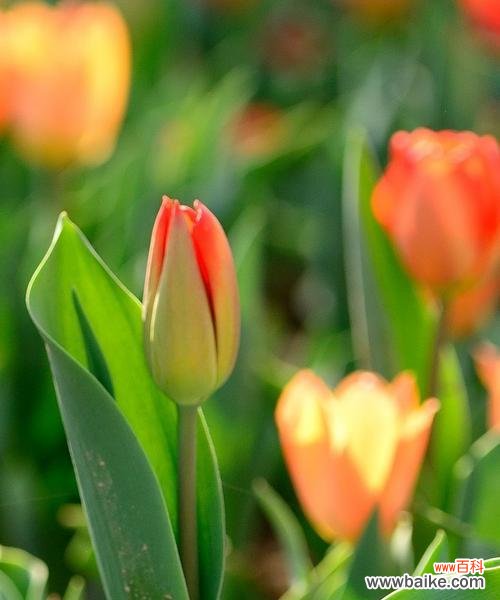 探寻郁金花的花语，传递美好的寓意 郁金花的花语及寓意