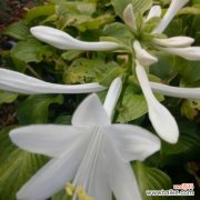 探寻玉簪花的文化内涵与象征意义 玉簪花