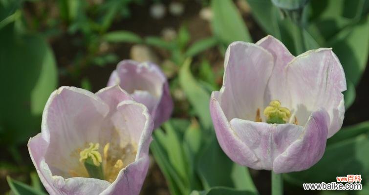 荷兰国花引发的文化狂热与象征意义 郁金香