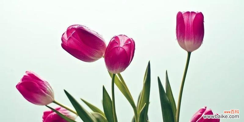 探索郁金香的花语,揭示其浪漫与独特之处 郁金香的花语及其深刻的意义