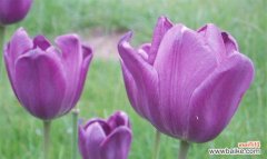 揭秘白色郁金香背后的花语 白色郁金香的花语——纯洁与无暇