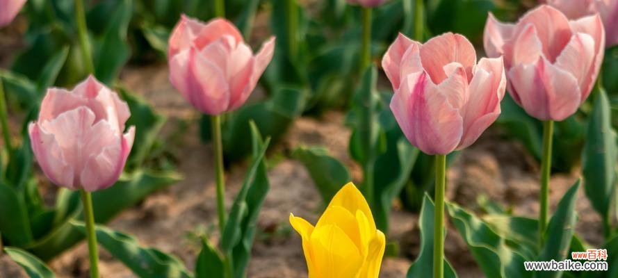 探寻郁金香颜色的美丽寓意 郁金香之色,花开心意