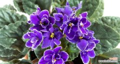 追寻纯朴的生命智慧 黄色紫罗兰花语之纯朴生活