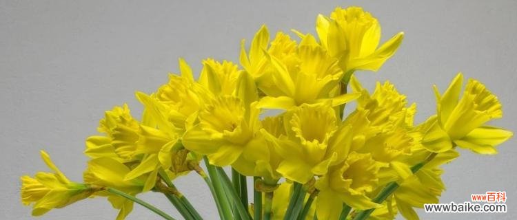 黄水仙花语的深层内涵与象征 黄水仙花语的传承与意义