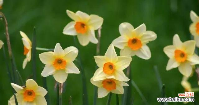 黄水仙花语的深层内涵与象征 黄水仙花语的传承与意义