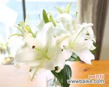 探寻黄天霸百合花的神秘花语 黄天霸百合花