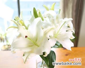 探寻黄天霸百合花的神秘花语 黄天霸百合花