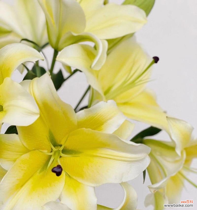 探寻黄天霸百合花的神秘花语 黄天霸百合花