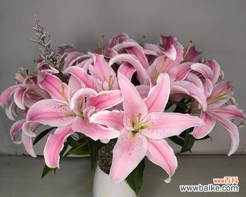 探寻黄天霸百合花的神秘花语 黄天霸百合花