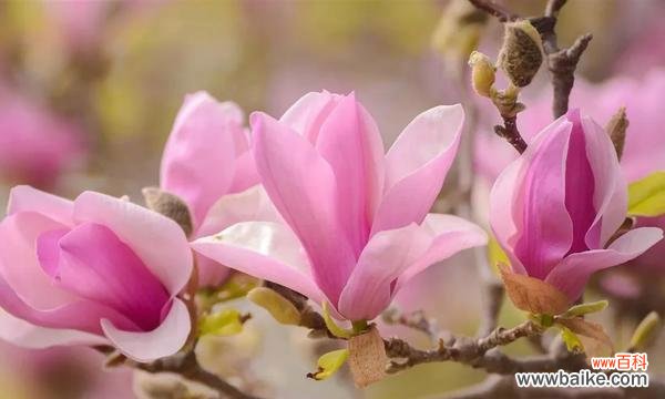 探索黄玉兰花的花语和文化内涵 黄玉兰花的美丽与寓意