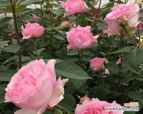 秋日之花 黄月季花