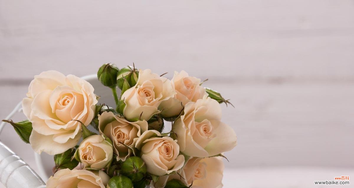 用多彩的混色玫瑰传达爱与希望 混色玫瑰花语