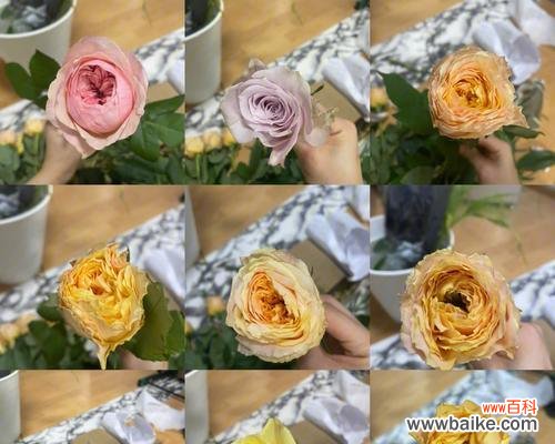 用多彩的混色玫瑰传达爱与希望 混色玫瑰花语