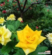 花开时节 黄月季花开如阳光，芬芳暖心之旅