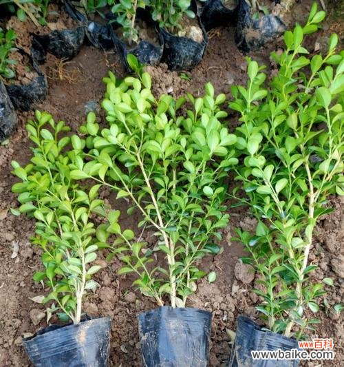 探寻黄杨树的生命哲学 黄杨树之寓意