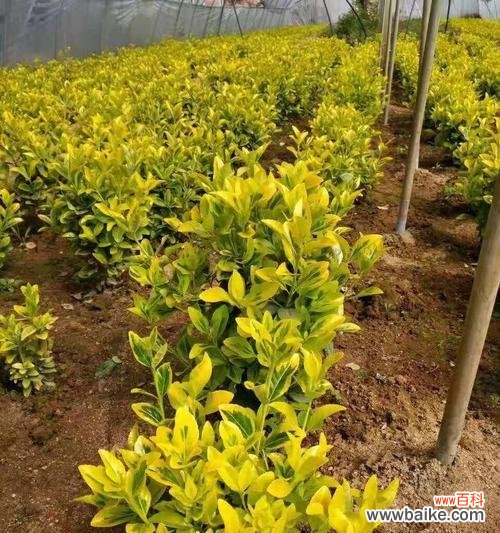 探寻黄杨树的生命哲学 黄杨树之寓意