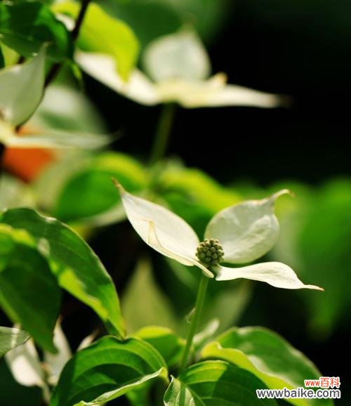 探秘活化石植物的神秘世界 活化石植物