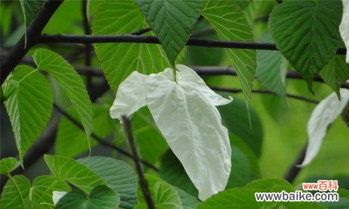 探秘活化石植物的神秘世界 活化石植物