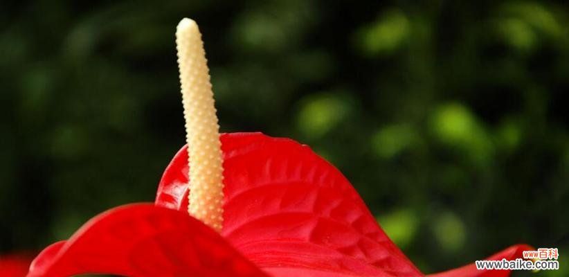 美丽与坚强的化身——火鹤花 火鹤花的寓意与象征意义